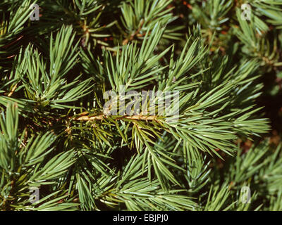 Vlue Pacific juniper, Pacific shore juniper (Juniperus conferta), branch Stock Photo