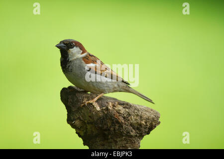 house sparrow (Passer domesticus), male sitting on dead wood, Germany Stock Photo