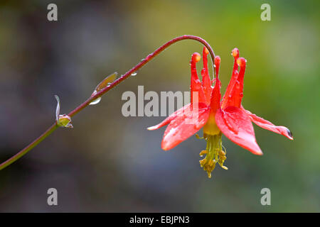 Crimson columbine, Red columbine, Sitka columbine (Aquilegia formosa), flower, USA, Alaska, Tongass National Forest Stock Photo