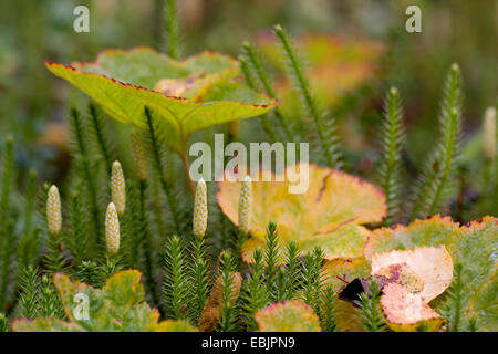 stiff clubmoss, stiff ground-pine (Lycopodium annotinum), with sporangia, growing together with cloudberries, Sweden, Lapland, Abisko National Park, Norrbotten Stock Photo