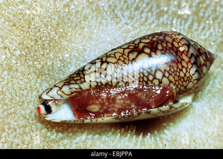 textile cone snail