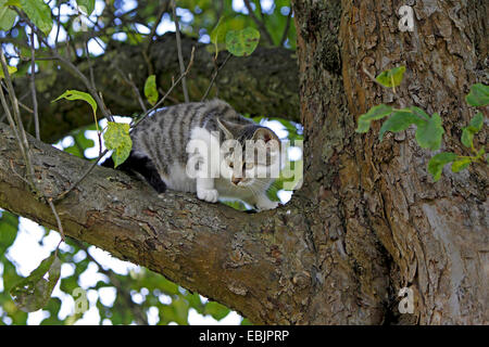 domestic cat, house cat (Felis silvestris f. catus), climbing on a tree Stock Photo