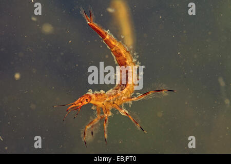 great diving beetle (Dytiscus marginalis), larva, settled by ciliata, Germany Stock Photo