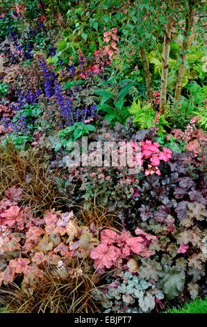 Detail of the planted border with mixed planting including Heuchera and Salvia in the Peak Reflections garden Stock Photo