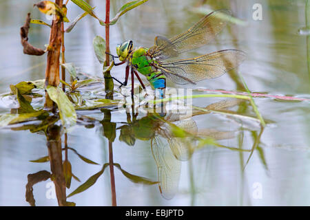 emperor dragonfly (Anax imperator), female laying eggs, Germany, Bavaria Stock Photo