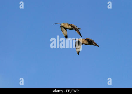 western curlew (Numenius arquata), two birds flying, Germany, North Rhine-Westphalia Stock Photo