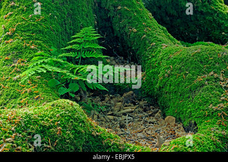 broad buckler-fern (Dryopteris dilatata), fern growing between mossy roots of old beech tree, Germany, Hesse, Urwald Sababurg, Reinhardswald Stock Photo