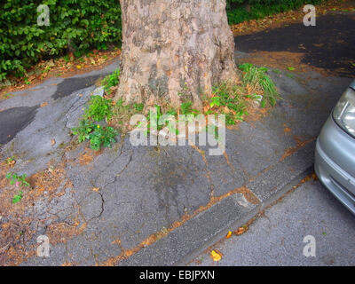 tree roots bulging asphalt surface, Germany Stock Photo