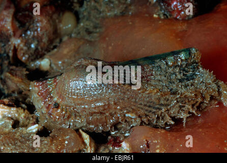 Noah's ark, Noah's ark shell (Arca noae), singel animal in the silt Stock Photo