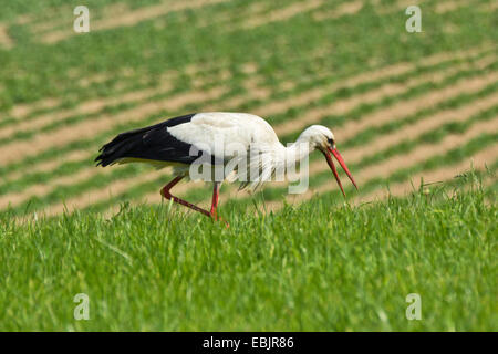 white stork (Ciconia ciconia), on the feed in a meadow, Germany, Bavaria Stock Photo