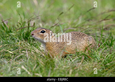 European ground squirrel, European suslik, European souslik (Citellus citellus, Spermophilus citellus), watchfully standing on grass Stock Photo
