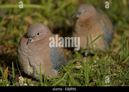laughing dove (Streptopelia senegalensis), sitting in gras, South Africa, Western Cape, Karoo National Park Stock Photo