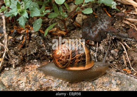 brown garden snail, brown gardensnail, common garden snail, European brown snail (Helix aspersa, Cornu aspersum, Cryptomphalus aspersus), on the ground Stock Photo
