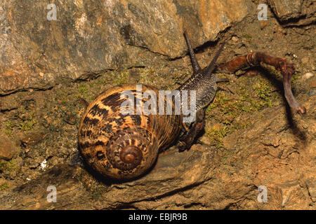 brown garden snail, brown gardensnail, common garden snail, European brown snail (Helix aspersa, Cornu aspersum, Cryptomphalus aspersus), on the ground Stock Photo