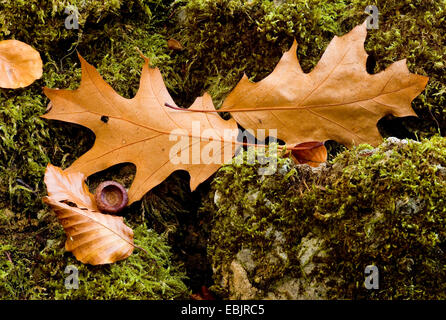 northern red oak (Quercus rubra), leaves of oak and beech on mossy forest ground, Germany Stock Photo