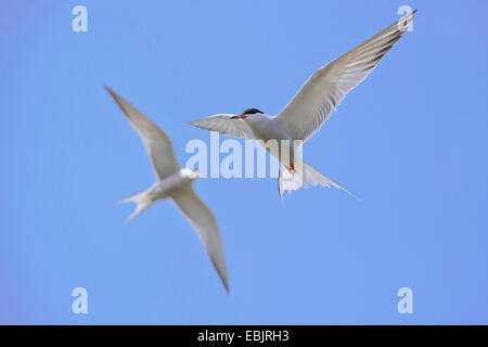 Common tern (Sterna hirundo), two individuals flying, Germany, Lower Saxony Stock Photo