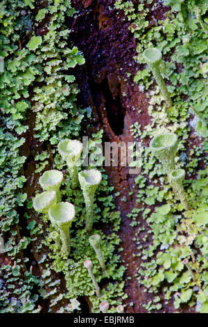 cup lichen (Cladonia pyxidata), on bark, Germany, Schleswig-Holstein Stock Photo