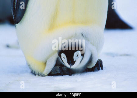 Emperor penguin (Aptenodytes forsteri), Emperor Penguin with chick on feet, Antarctica Stock Photo