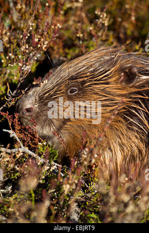 Eurasian beaver, European beaver (Castor fiber), portrait, Sweden, Fulufjaellet National Park Stock Photo