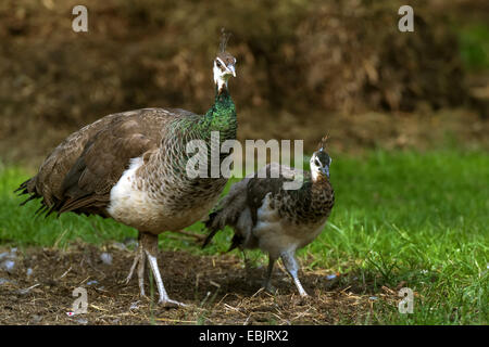 common peafowl (Pavo cristatus), hen with chick walking in meadow, Germany, North Rhine-Westphalia Stock Photo