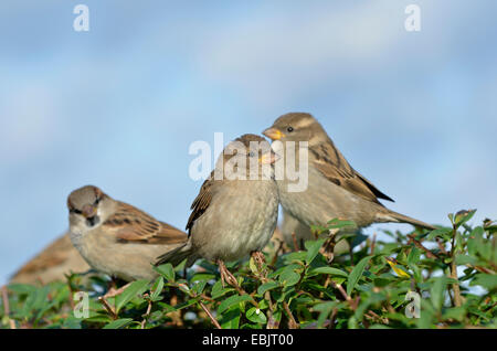 house sparrow (Passer domesticus), sparrows on a hedge, Germany Stock Photo