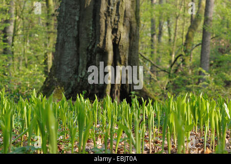 European lily-of-the-valley (Convallaria majalis), shooting lily-of-the-valleys in a spring forest, Germany Stock Photo