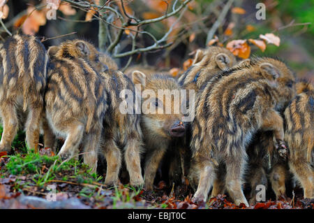 wild boar, pig, wild boar (Sus scrofa), shoats warming up at each other, Germany Stock Photo