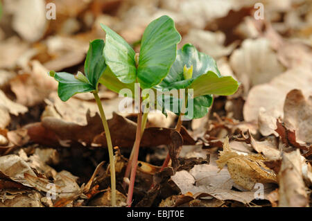 common beech (Fagus sylvatica), seedlings, Germany Stock Photo