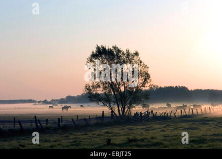 domestic horse (Equus przewalskii f. caballus), sunrise over the conservation area Breites Wasser near Worpswede, Germany, Lower Saxony Stock Photo