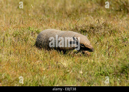 7-banded armadillo (Dasypus septemcinctus), Pantanal, Southwestern ...