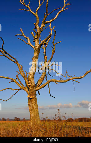 dead birch in moorland, Germany, Lower Saxony, Diepholzer Moorniederung Stock Photo