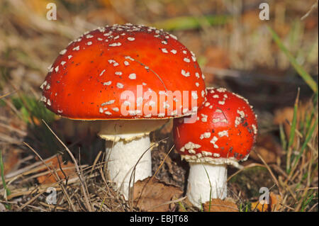 fly agaric (Amanita muscaria), two fly agarics, Europe, Germany, Lower Saxony Stock Photo