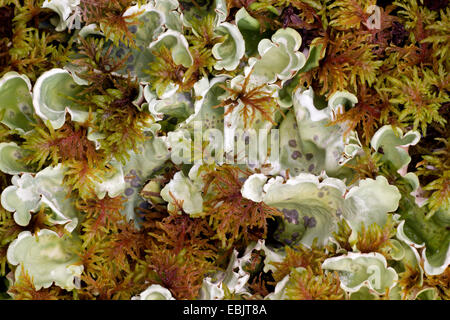 Arctic Kidney Lichen  (Nephroma arcticum), schwden, Lapland, Abisko National Park Stock Photo