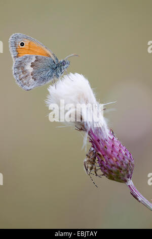small heath (Coenonympha pamphilus), with Sloe Bug, Dolycoris baccarum, on a thistle, Germany, Schleswig-Holstein Stock Photo