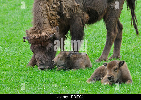 European bison, wisent (Bison bonasus caucasicus), grazing and her two calves resting in meadow Stock Photo