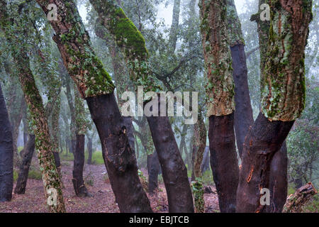 cork oak (Quercus suber), peeled tree trunks, Morocco, Taza-Al Hoceima-Taounate, Tazekka National Park Stock Photo