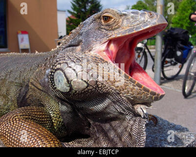 green iguana, common iguana (Iguana iguana), sitting on a wall in a city environment in the sun with open mouth, Germany Stock Photo