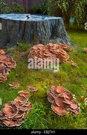 group of tree mushrooms on tree roots of a dead tree, Germany Stock Photo
