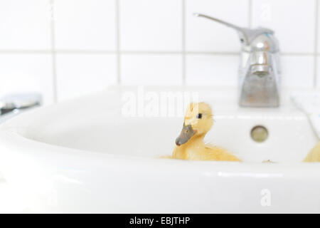 domestic duck (Anas platyrhynchos f. domestica), one yellow chick bathing in a washbowl Stock Photo