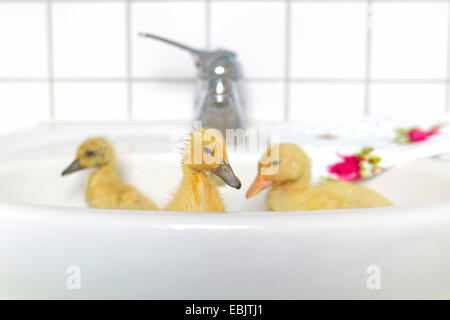 domestic duck (Anas platyrhynchos f. domestica), three yellow chicks bathing in a washbowl Stock Photo