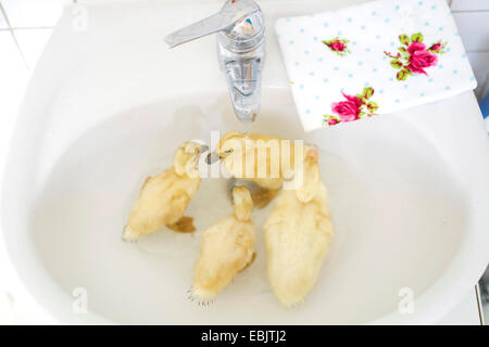 domestic duck (Anas platyrhynchos f. domestica), four yellow chicks bathing in a washbowl Stock Photo