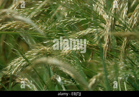 Achnatherum, Feather Grass, Spear Grass (Achnatherum calamagrostis, Stipa calamagrostis), blooming, Germany Stock Photo