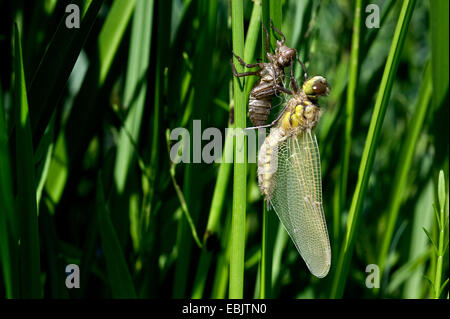 four-spotted libellula, four-spotted chaser, four spot (Libellula quadrimaculata), just hatched individual with exuvia, Germany, North Rhine-Westphalia Stock Photo