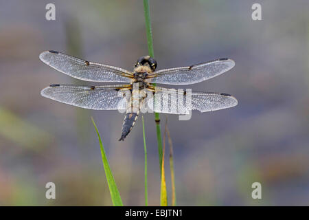 four-spotted libellula, four-spotted chaser, four spot (Libellula quadrimaculata), sitting at a grass blade, Germany, Bavaria, Isental Stock Photo