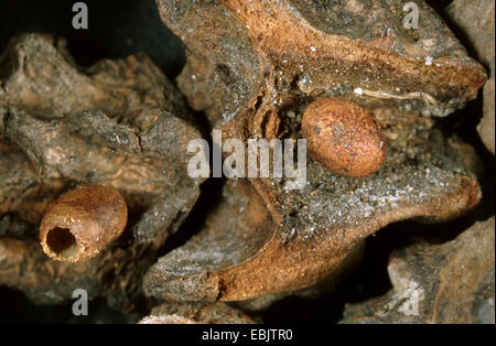 acorn cup gall wasp, knopper gall (Andricus quercuscalicis), pupation cocoons Stock Photo