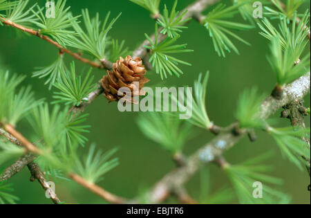 dahurian larch (Larix gmelinii var. olgensis), cone on a branch Stock Photo