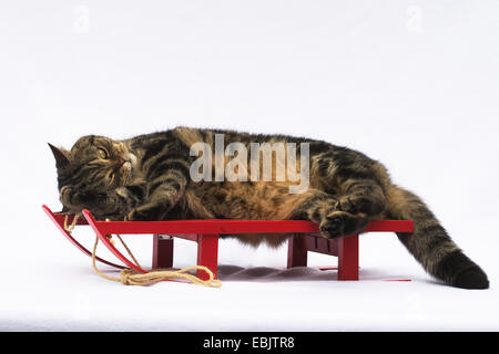 British Shorthair (Felis silvestris f. catus), seven year old tomcat in black classic tabby lying on a red decoration sledge Stock Photo