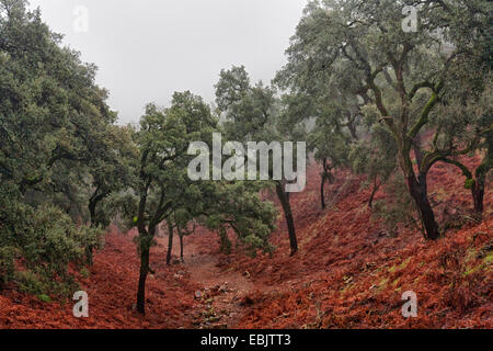 cork oak (Quercus suber), cork oaks in a valley, Morocco, Taza-Al Hoceima-Taounate, Tazekka National Park Stock Photo