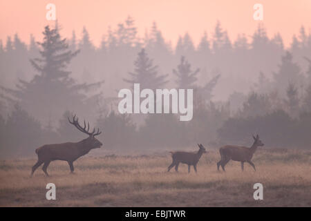 red deer (Cervus elaphus), stag, hind and calf in a meadow at a forest edge in the morning mist , Denmark, Jylland Stock Photo