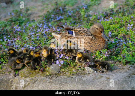mallard (Anas platyrhynchos), female with chicks resting on a lakeshore, Germany Stock Photo